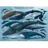 Puzzle 1000 pièces- Baleines & Dauphins– Eurographics