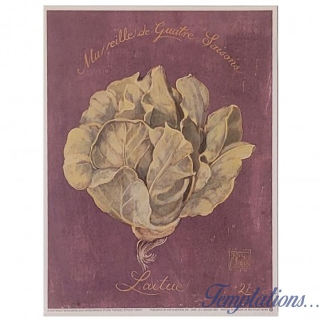 Image "Vintage Lettuce - Merveille de quatre Saisons - Laitue"