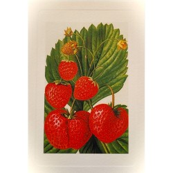 Carte Rossi "Fraises"