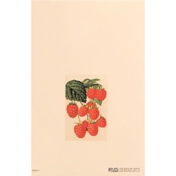 Carte Rossi "Framboises"