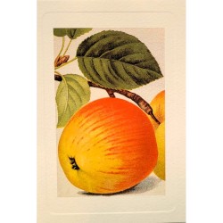 Carte Rossi "pomme reinette"