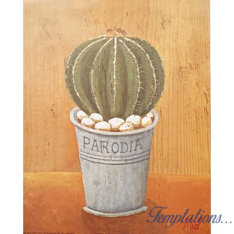 Image "Parodia cactus "M. Gordon