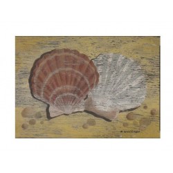 Carte postale "Scallop...