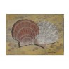 Carte postale "Scallop Shells" martin Wiscombe