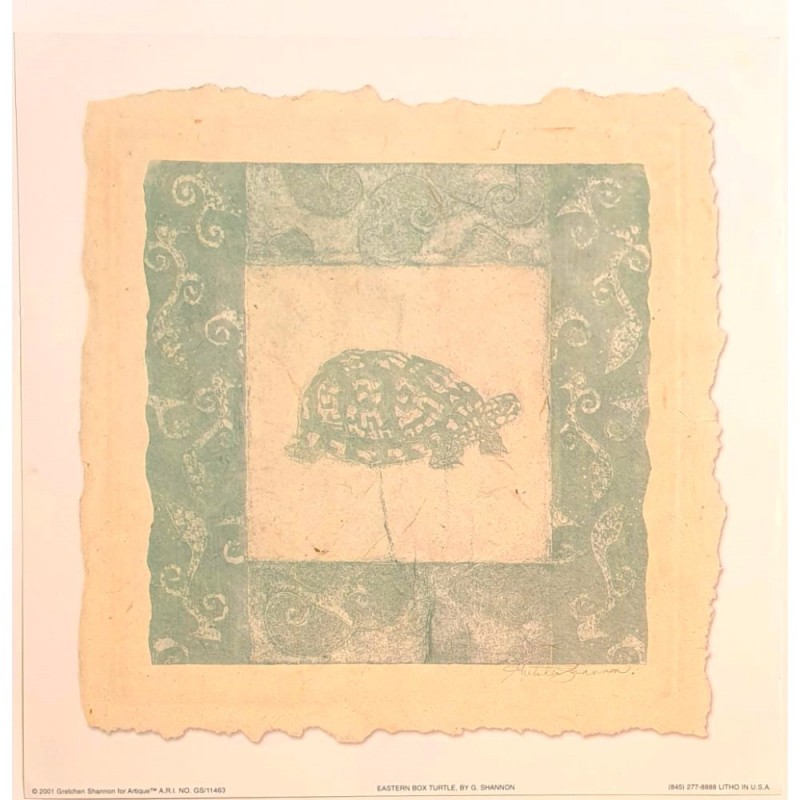 Image "Tortue" Gretchen Shannon