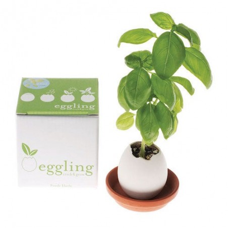 Eggling Œuf basilic Plante à cultiver