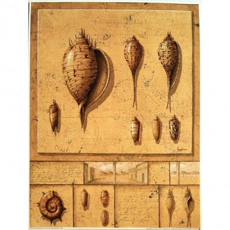 Lot 2 images : Shell montage I, Shell montage II - Eric Peyret