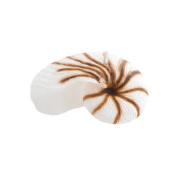 Bougie Nautilus escargot de mer
