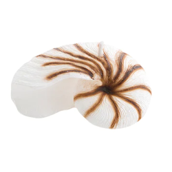 Bougie Nautilus escargot de...
