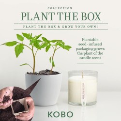 Bougie Kobo Plant The Box - Wild Tomato Vine